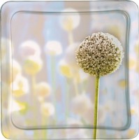 Тарелка десертная Luminarc H8827 Eternal Spring